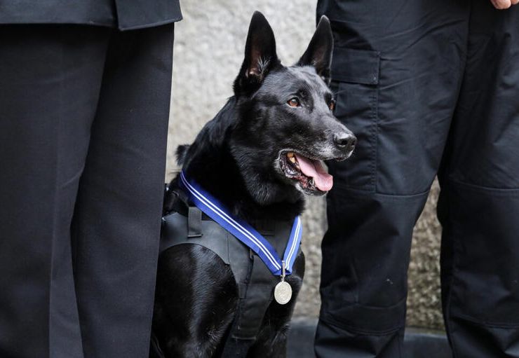 May be an image of dog